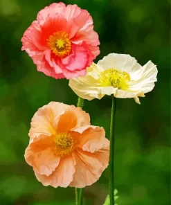 Iceland Poppy Diamond Painting