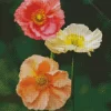 Iceland Poppy Diamond Painting