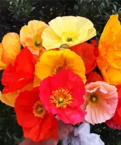 Iceland Poppy Bouquet Diamond Painting