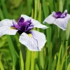 Iris Ensata Diamond Painting