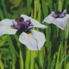 Iris Ensata Diamond Painting