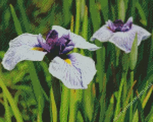 Iris Ensata Diamond Painting