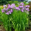 Iris Ensata Lion King Diamond Painting