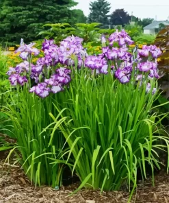 Iris Ensata Lion King Diamond Painting