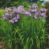 Iris Ensata Lion King Diamond Painting