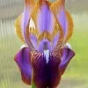 Iris Stolonifera Diamond Painting