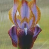 Iris Stolonifera Diamond Painting