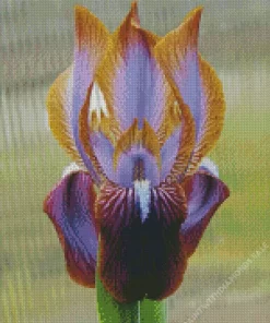 Iris Stolonifera Diamond Painting