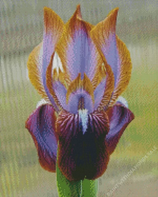 Iris Stolonifera Diamond Painting