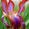 Iris Stolonifera Flower Diamond Painting