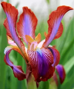 Iris Stolonifera Flower Diamond Painting