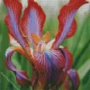 Iris Stolonifera Flower Diamond Painting