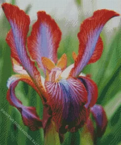 Iris Stolonifera Flower Diamond Painting