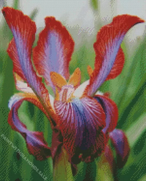 Iris Stolonifera Flower Diamond Painting