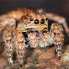 Jumping Spider Closeup Diamond Painting