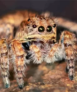 Jumping Spider Closeup Diamond Painting