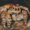 Jumping Spider Closeup Diamond Painting