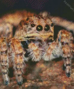 Jumping Spider Closeup Diamond Painting