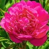 Kansas Peony Diamond Painting