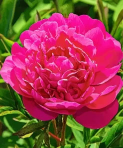 Kansas Peony Diamond Painting