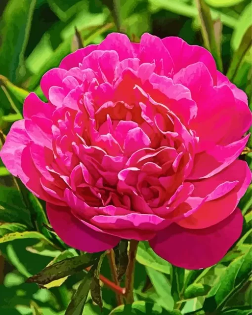 Kansas Peony Diamond Painting