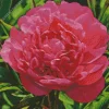 Kansas Peony Diamond Painting