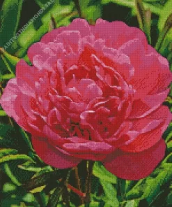 Kansas Peony Diamond Painting