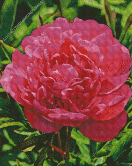 Kansas Peony Diamond Painting