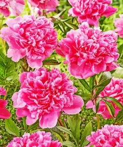 Kansas Peony Flower Diamond Painting