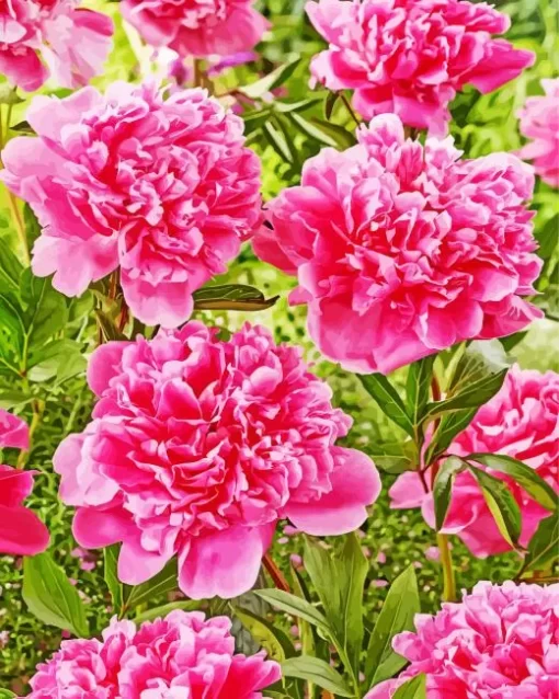 Kansas Peony Flower Diamond Painting