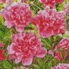 Kansas Peony Flower Diamond Painting