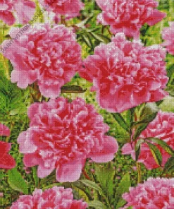 Kansas Peony Flower Diamond Painting