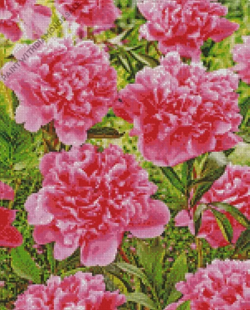 Kansas Peony Flower Diamond Painting