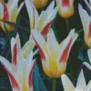 Kaufmanniana Tulips Flower Diamond Painting