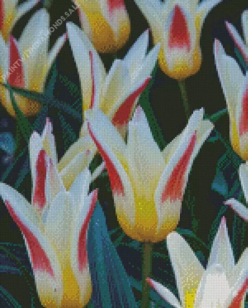 Kaufmanniana Tulips Flower Diamond Painting