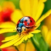 Ladybug In Garden Diamond Painting