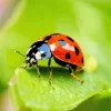 Ladybug Insect Diamond Painting