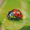 Ladybug Insect Diamond Painting