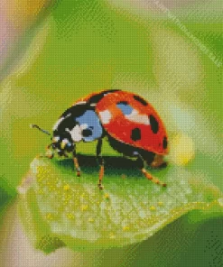 Ladybug Insect Diamond Painting