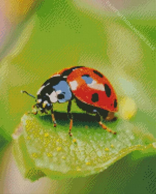 Ladybug Insect Diamond Painting