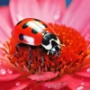 Ladybug On Pink Flower Diamond Painting