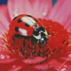 Ladybug On Pink Flower Diamond Painting