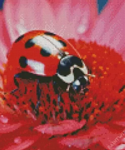 Ladybug On Pink Flower Diamond Painting