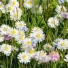 Lawn Daisy Diamond Painting