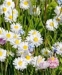 Lawn Daisy Diamond Painting