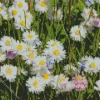 Lawn Daisy Diamond Painting