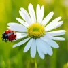 Lawn Daisy And Ladybug Diamond Painting