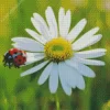 Lawn Daisy And Ladybug Diamond Painting