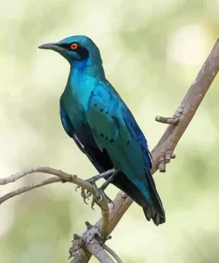 Lesser Blue Eared Starling Diamond Painting