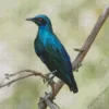 Lesser Blue Eared Starling Diamond Painting